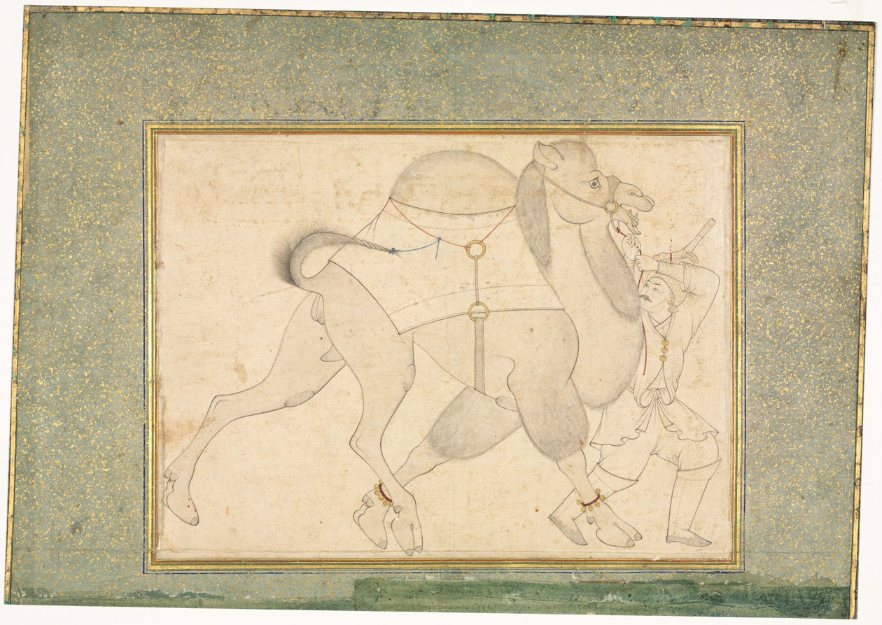 Kamel och brudgum, illustration på en sida, ca. 1545-1576. av Shaykh Muhammad