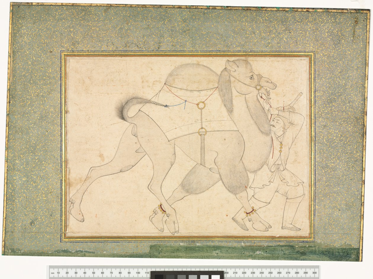Kamel och brudgum, ca 1545-76 av Shaykh Muhammad