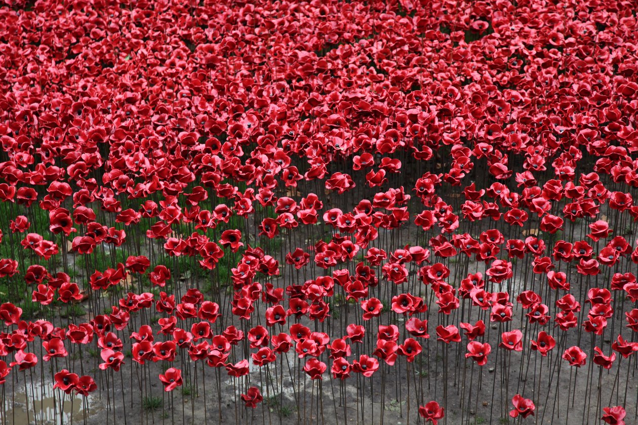 Blood Swept Lands and Seas of Red, Tower of London, 2014. av Sheldon Marshall