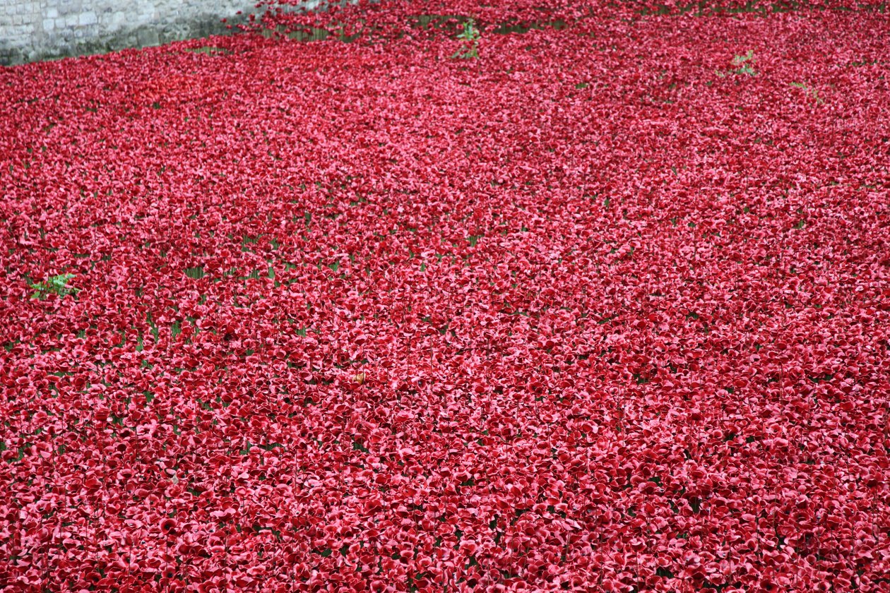 Blood Swept Lands and Seas of Red, Tower of London, 2014. av Sheldon Marshall