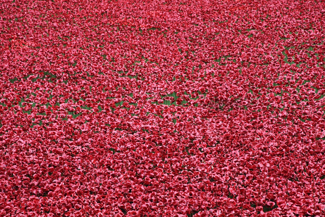 Blood Swept Lands and Seas of Red, Tower of London, 2014. av Sheldon Marshall
