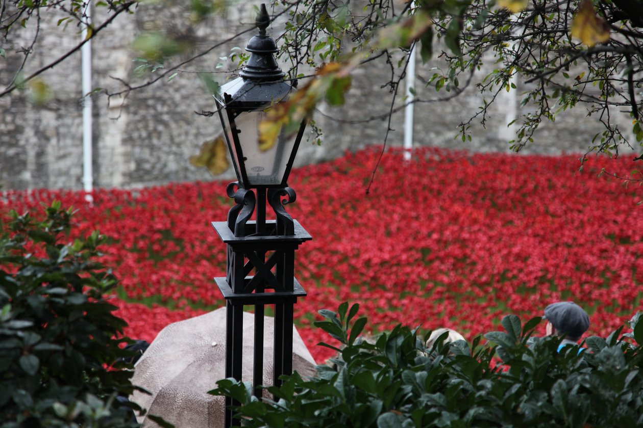 Blood Swept Lands and Seas of Red, Tower of London, 2014. av Sheldon Marshall
