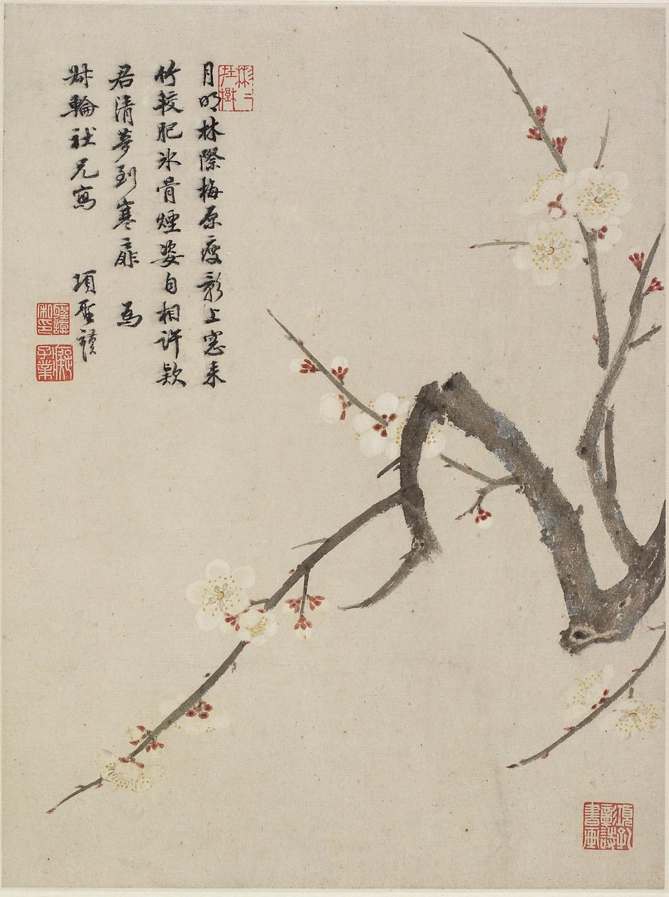 Blommande plommon från ett blomsteralbum med tio blad, 1656 (bläck och färg på papper) av Shengmo Xiang