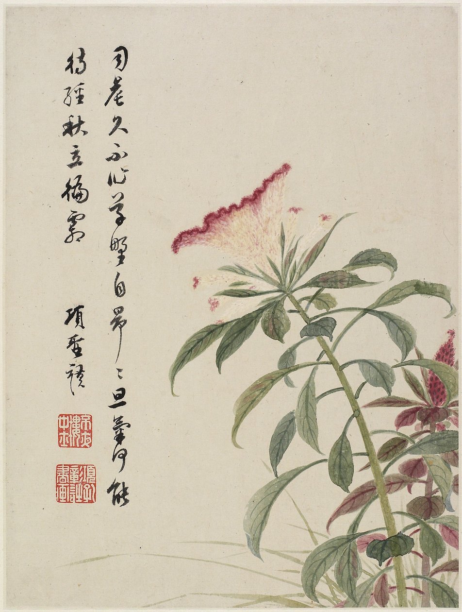 Tuppkam från ett blomsteralbum med tio blad, 1656 (bläck och färg på papper) av Shengmo Xiang