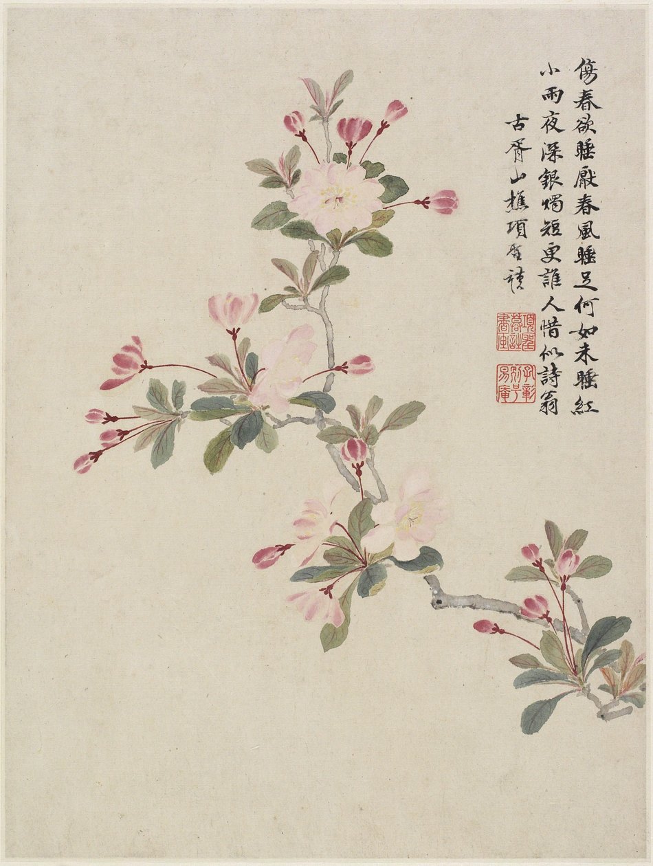 Krabba-äppleblom från ett blomsteralbum med tio blad, 1656 (bläck och färg på papper) av Shengmo Xiang