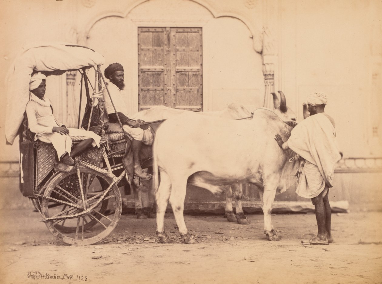Bullock Cart, Delhi, 1863. av Shepherd and Robertson