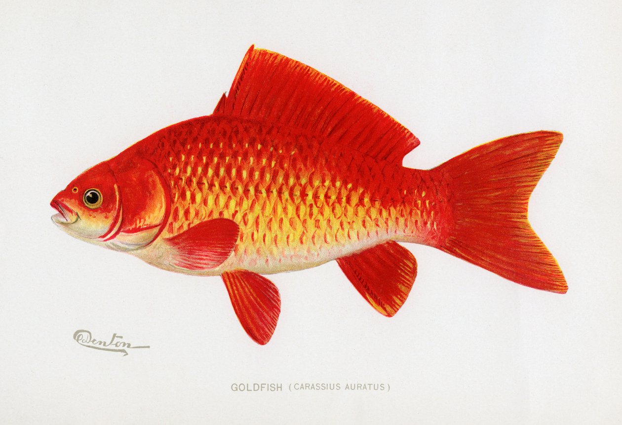 Guldfisk (Carassius auratus) av Sherman Foote Denton