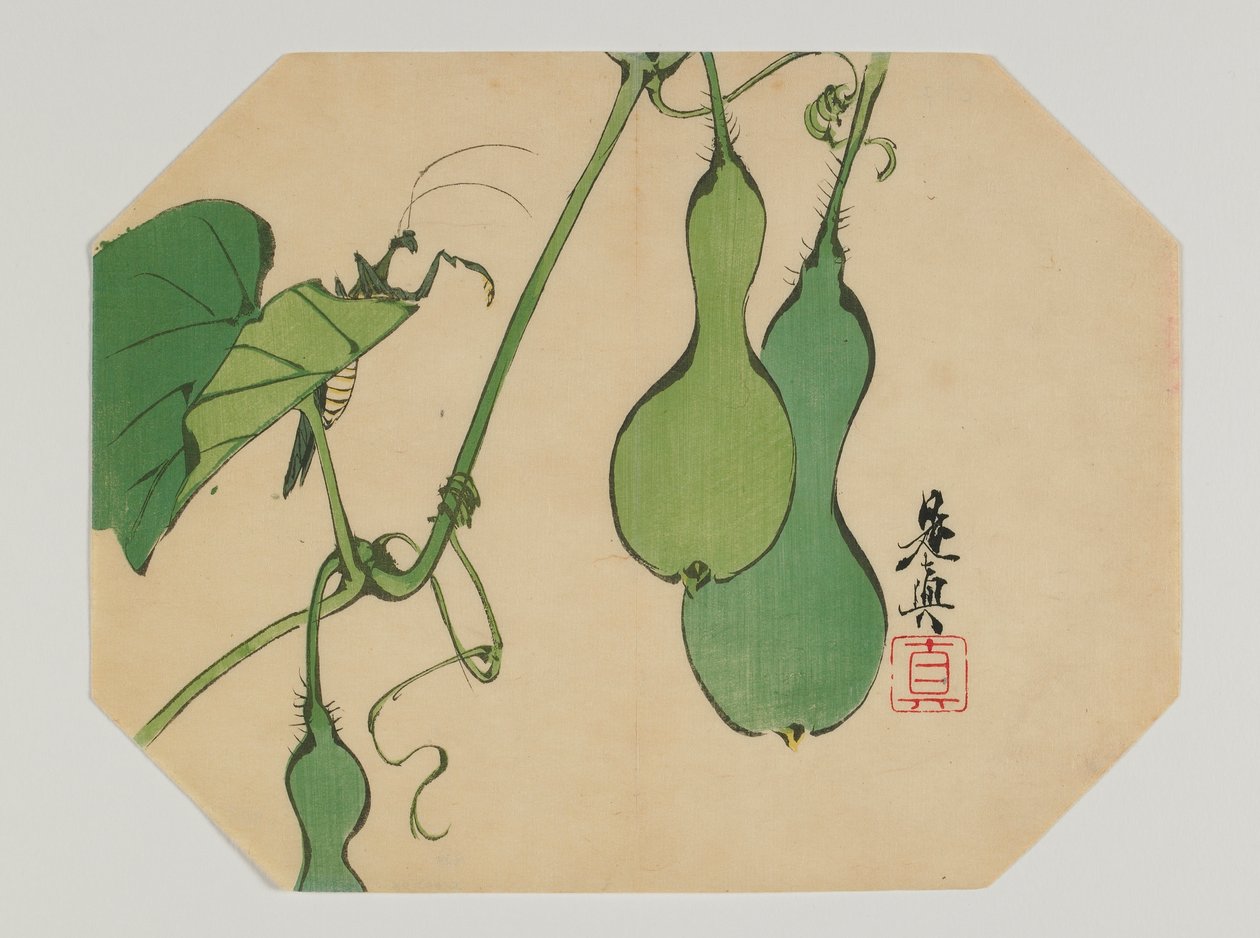 Tryck för en uchiwa, kalebasser på en vinstock med en mantis, Meiji-eran, sent 1800-tal (träblock i färg) av Shibata Zeshin