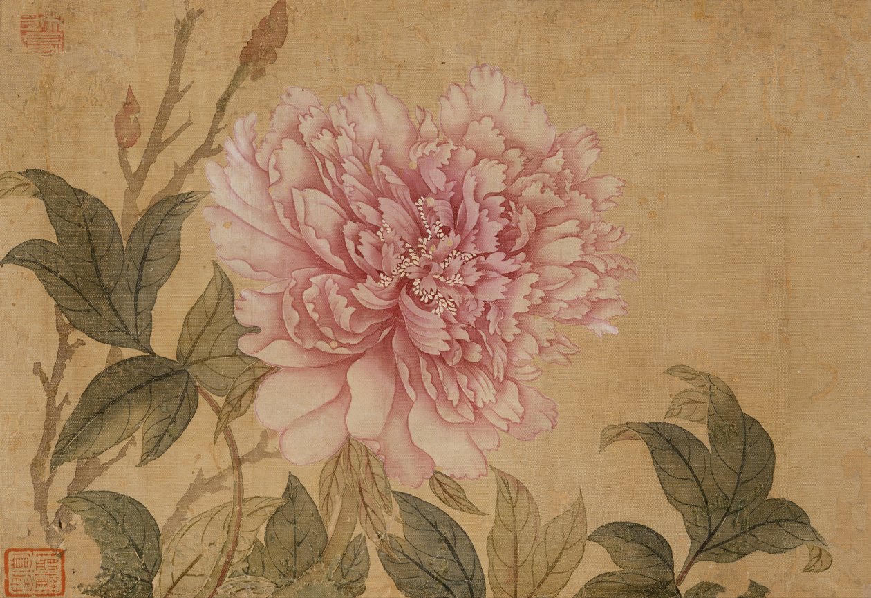Pion, löv från ett album med blomstermålningar (bläck och färg på siden) av Shouping Yun