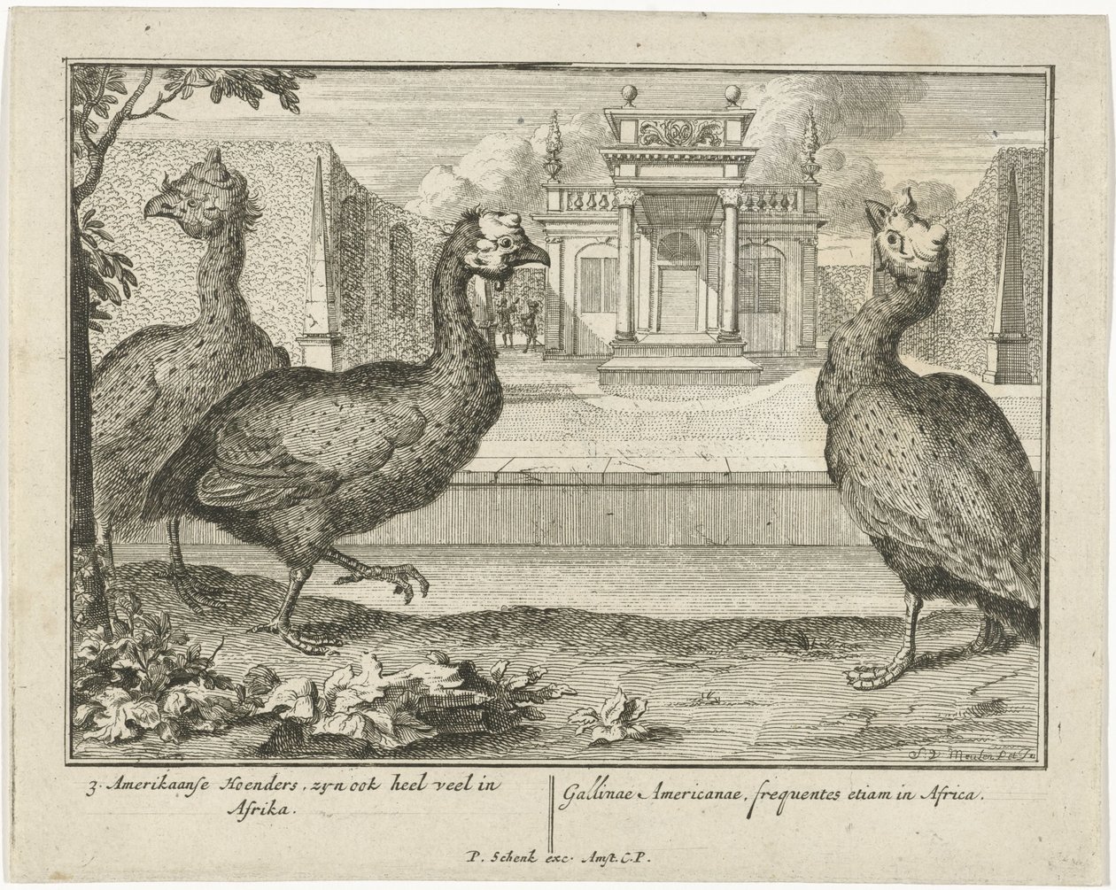 pärlhöns 3 American Fowl, är också mycket vanliga i Afrika (...) (titel på objekt) av Sieuwert van der Meulen