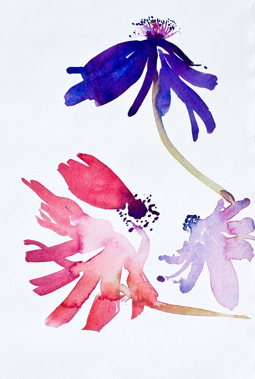 Anemoner II, 2010 (akvarell) av Simon Fletcher