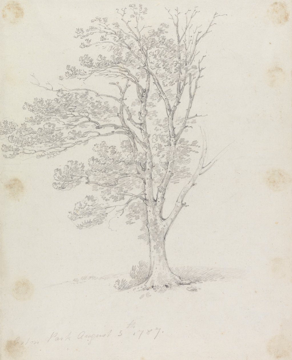 Träd i Easton Park av Sir George Howland Beaumont seventh Baronet