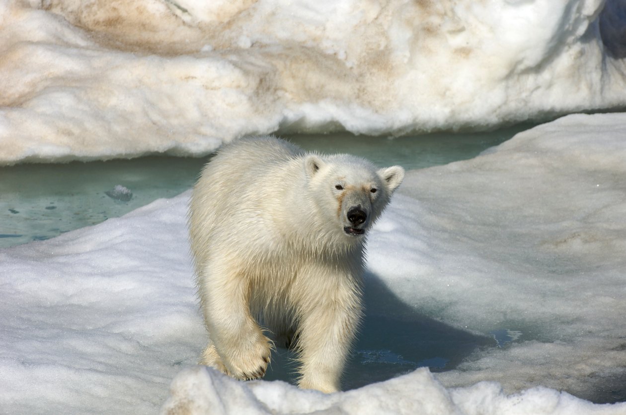 Isbjörn (Ursus maritimus) som går över ett isflak, Svalbardöarna, Norge, 2022 (foto) av Sisse Brimberg