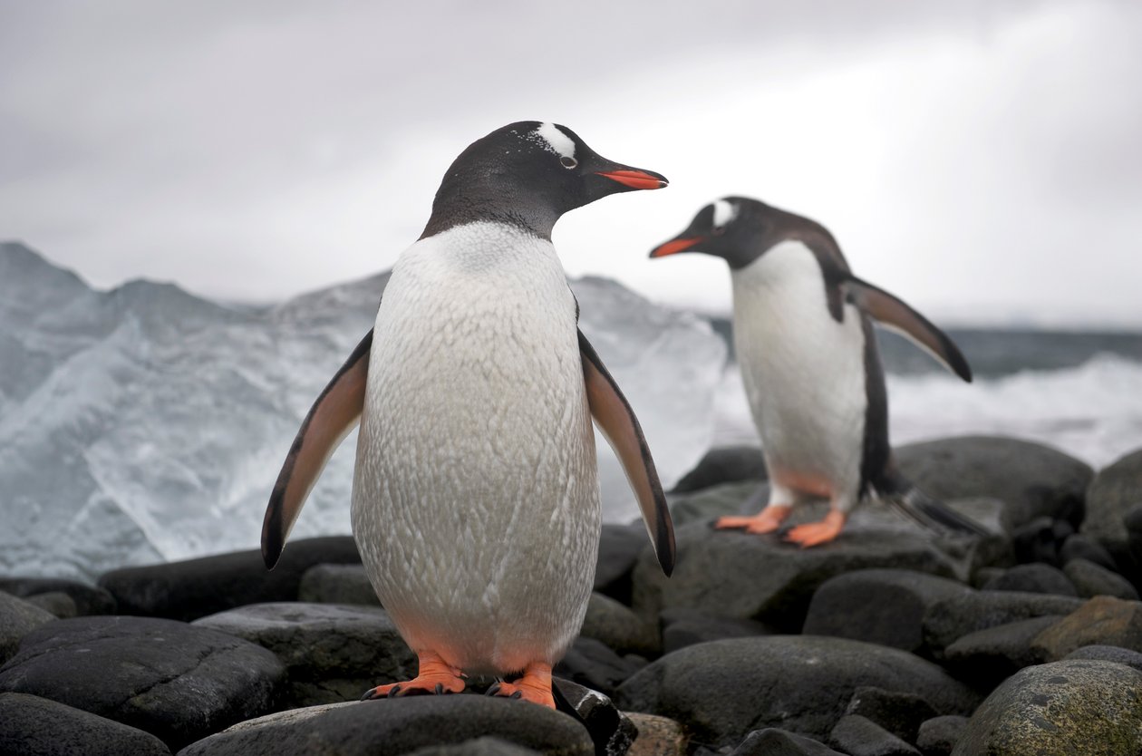 Två åsnepingviner, Pygoscelis papua, på en stenig strand.Anarctica, 2022 (foto) av Sisse Brimberg