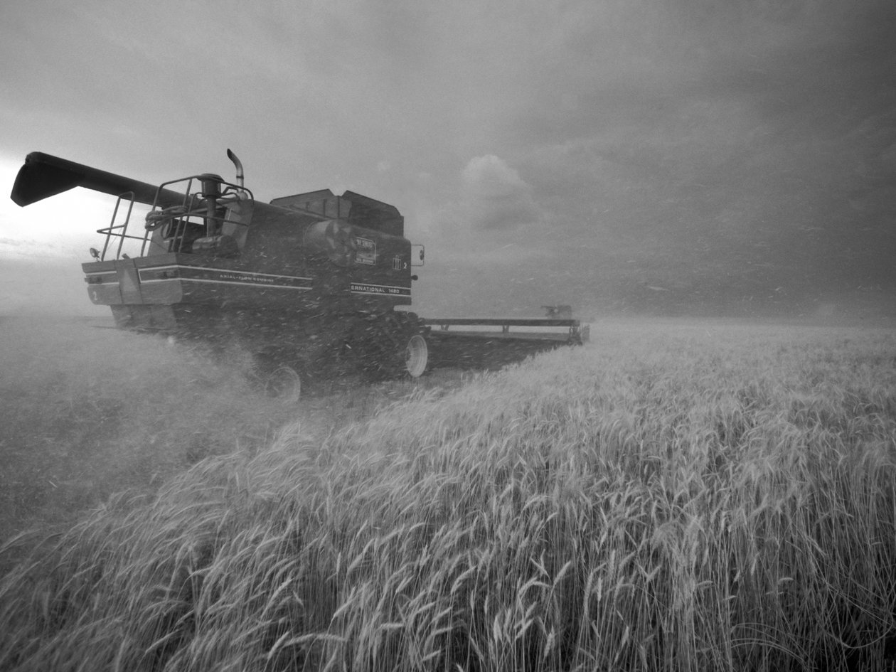 Förenta staterna, Kansas: Kansas vete skördas i skymningen under sommaren, 2022 (foto) av Sisse Brimberg