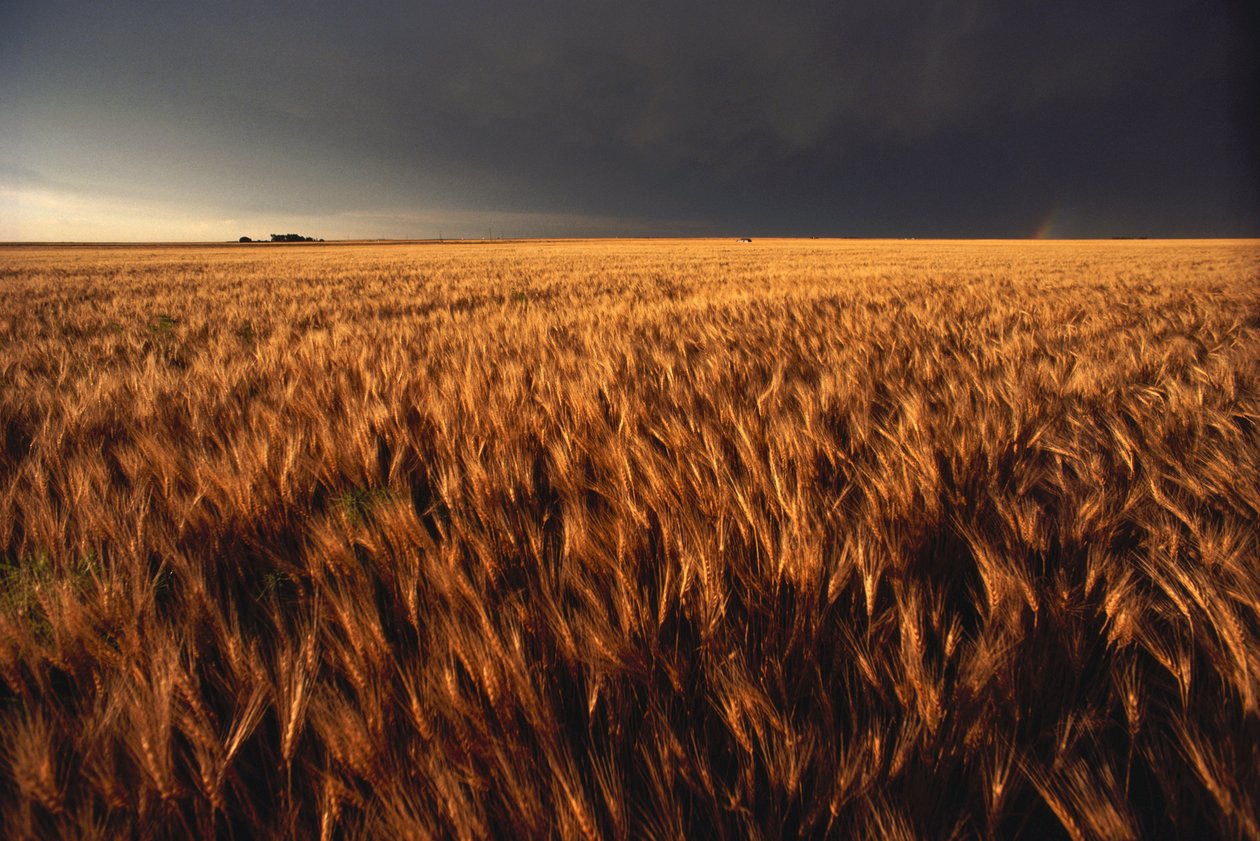 Förenta staterna, Kansas, Sommaråskväder närmar sig vetefält, 2022 (foto) av Sisse Brimberg
