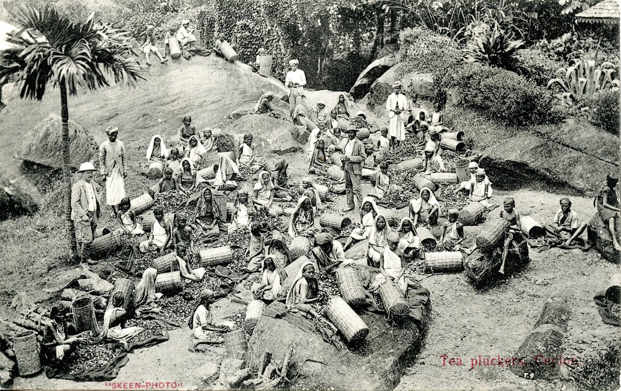 Teplockare, Ceylon, ca 1900-1930 av Skeen and Co.
