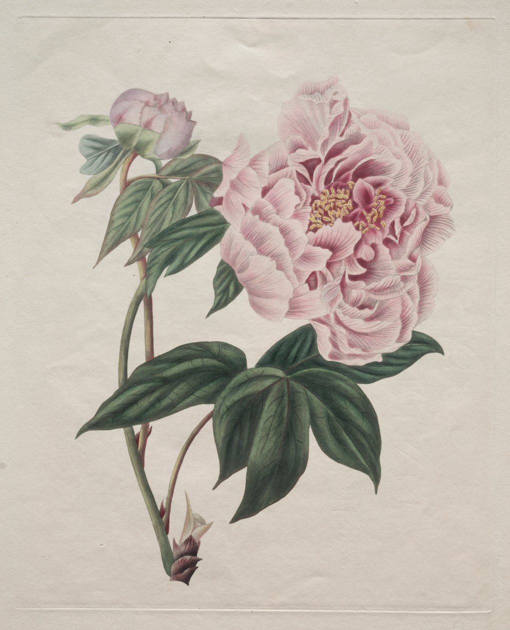 Kinesisk trädpion (Paeonia suffruticosa) av Smith