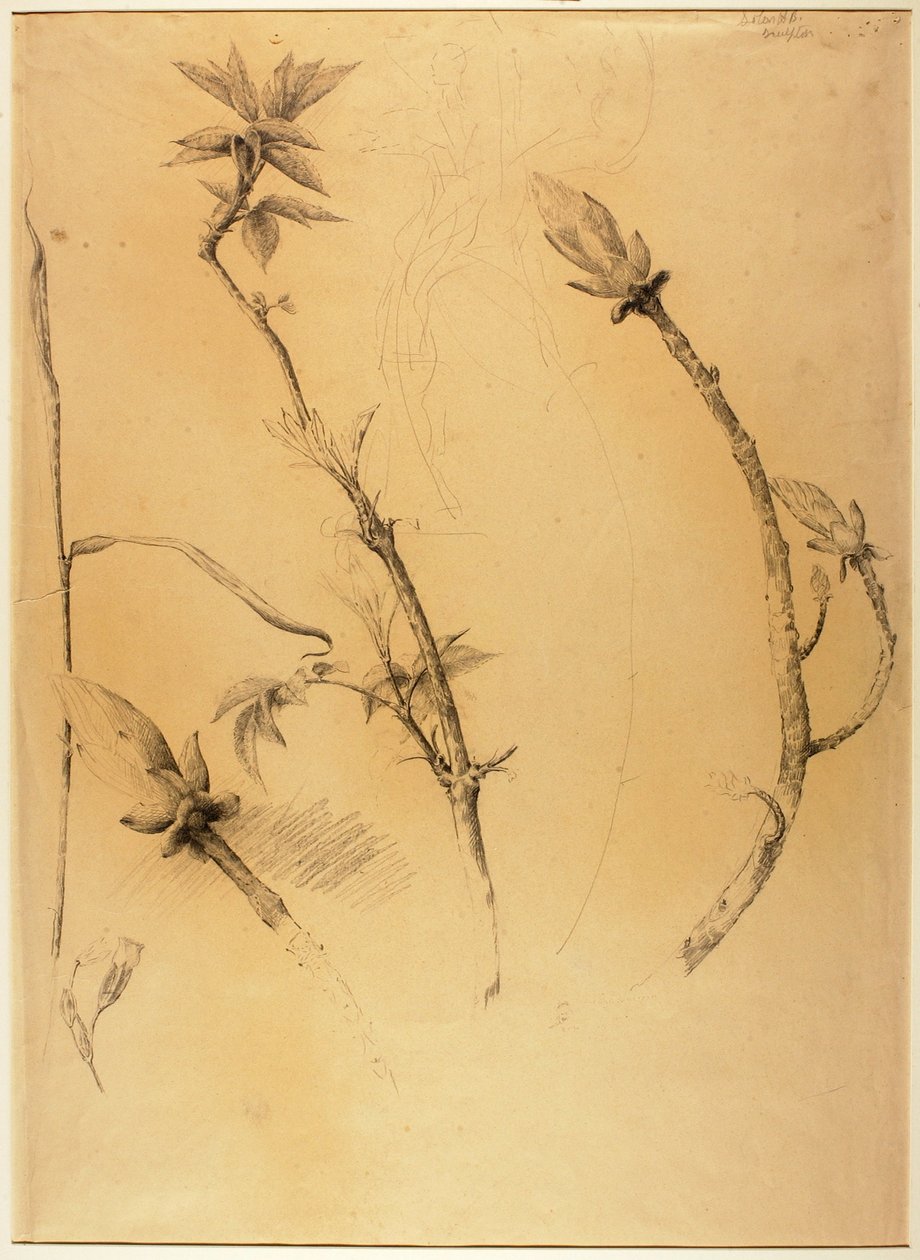 Filialer av Solon H. Borglum