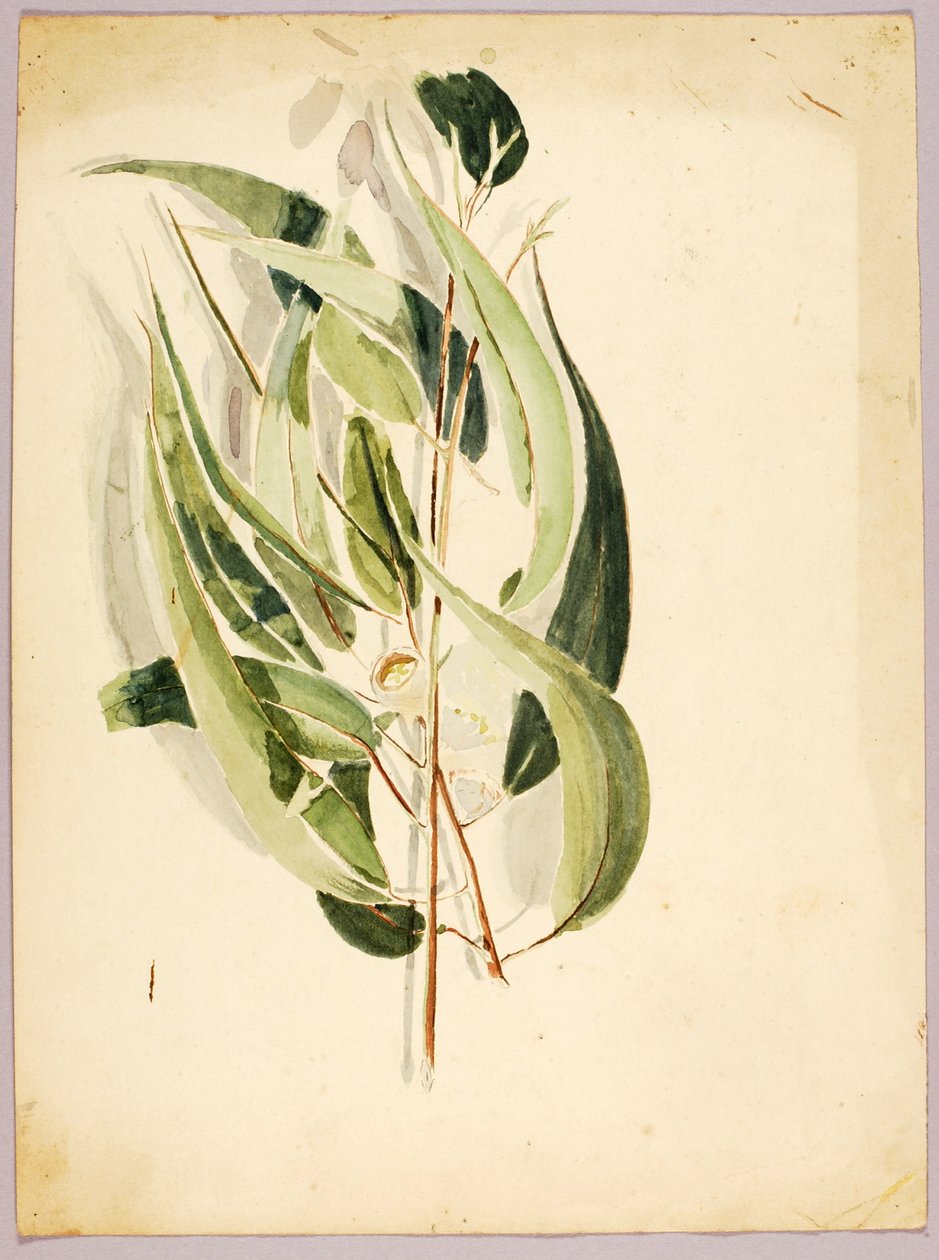 Plant Study, sent 1800-tidigt 1900-tal. av Solon H. Borglum