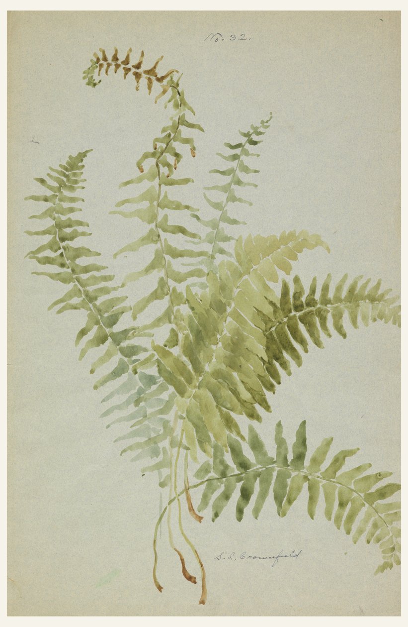 Drawing, Studies of Ferns, early 20th century av Sophia L. Crownfield