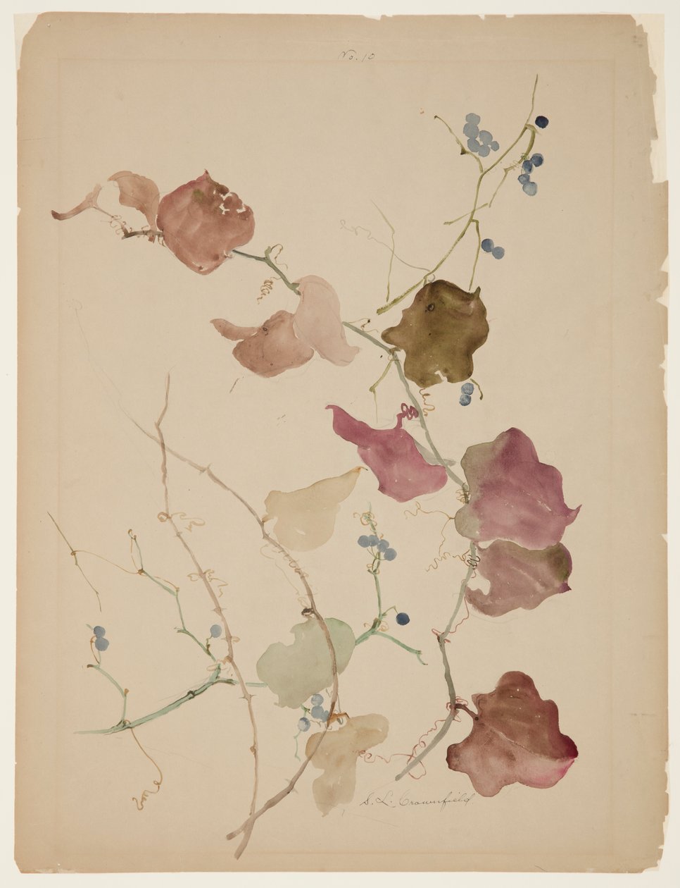 Studie av Clematis Vine med blå bär av Sophia L. Crownfield