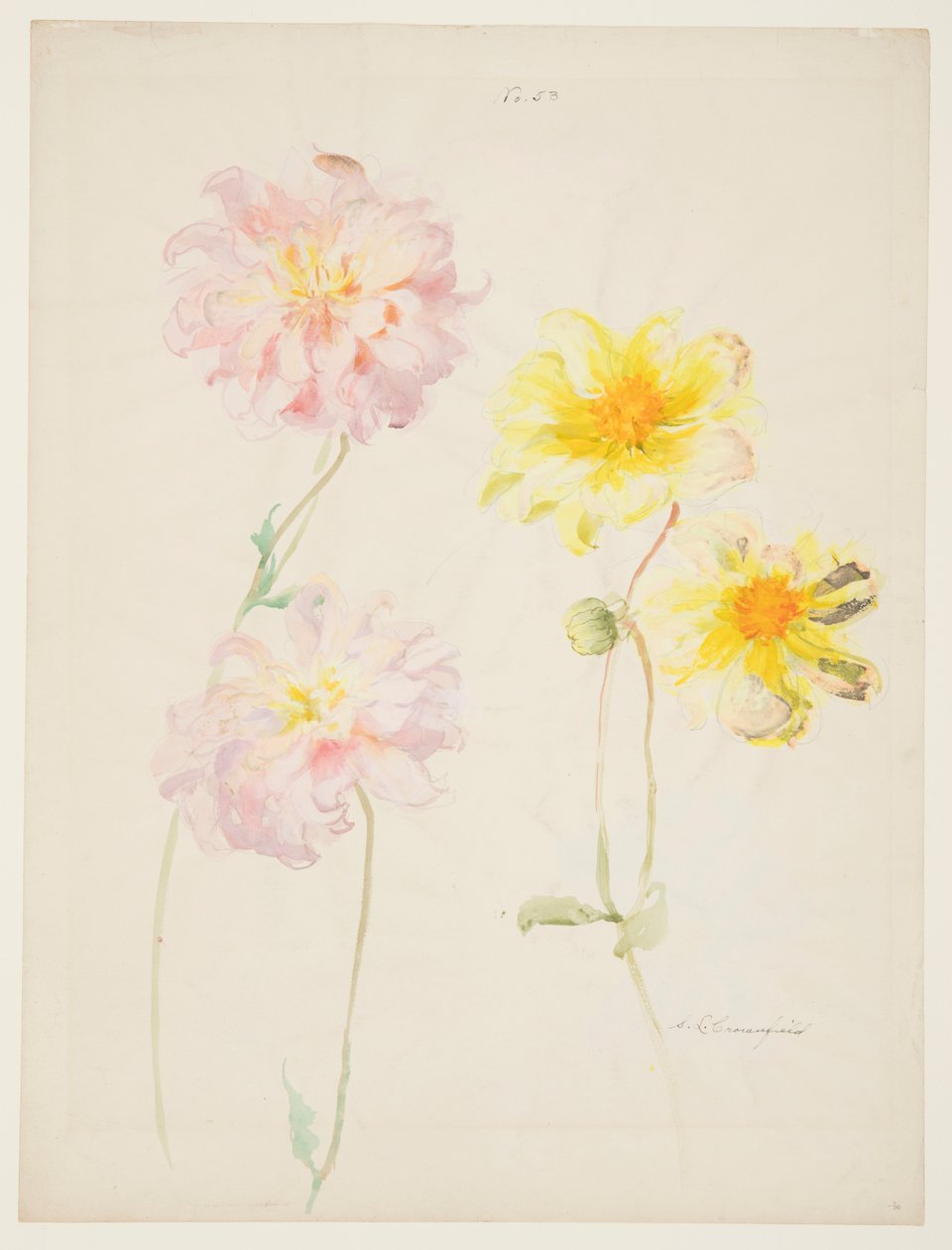 Studie av Dahlior av Sophia L. Crownfield