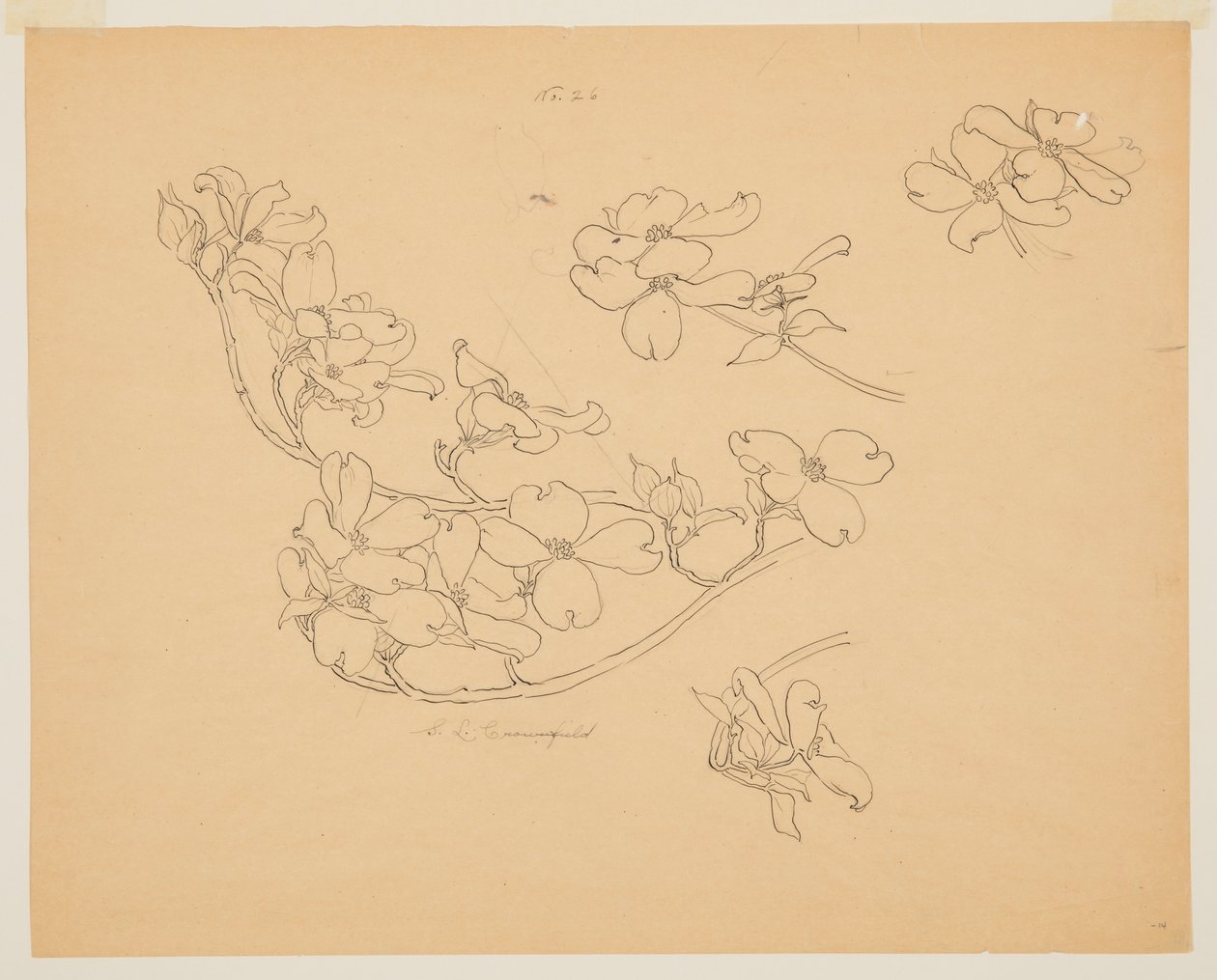 Studie av kornell av Sophia L. Crownfield