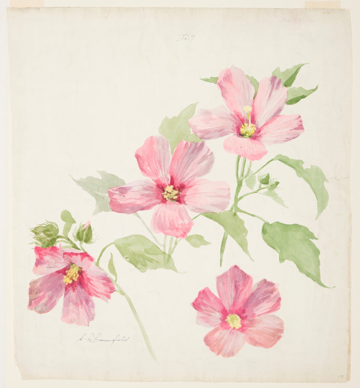 Studie av malva av Sophia L. Crownfield