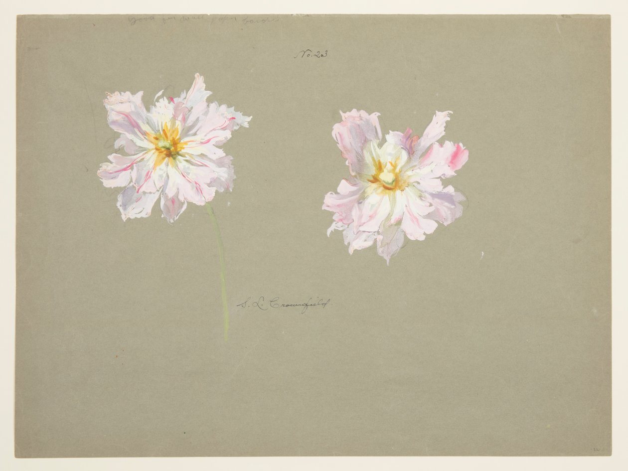 Studie av blekrosa pioner av Sophia L. Crownfield