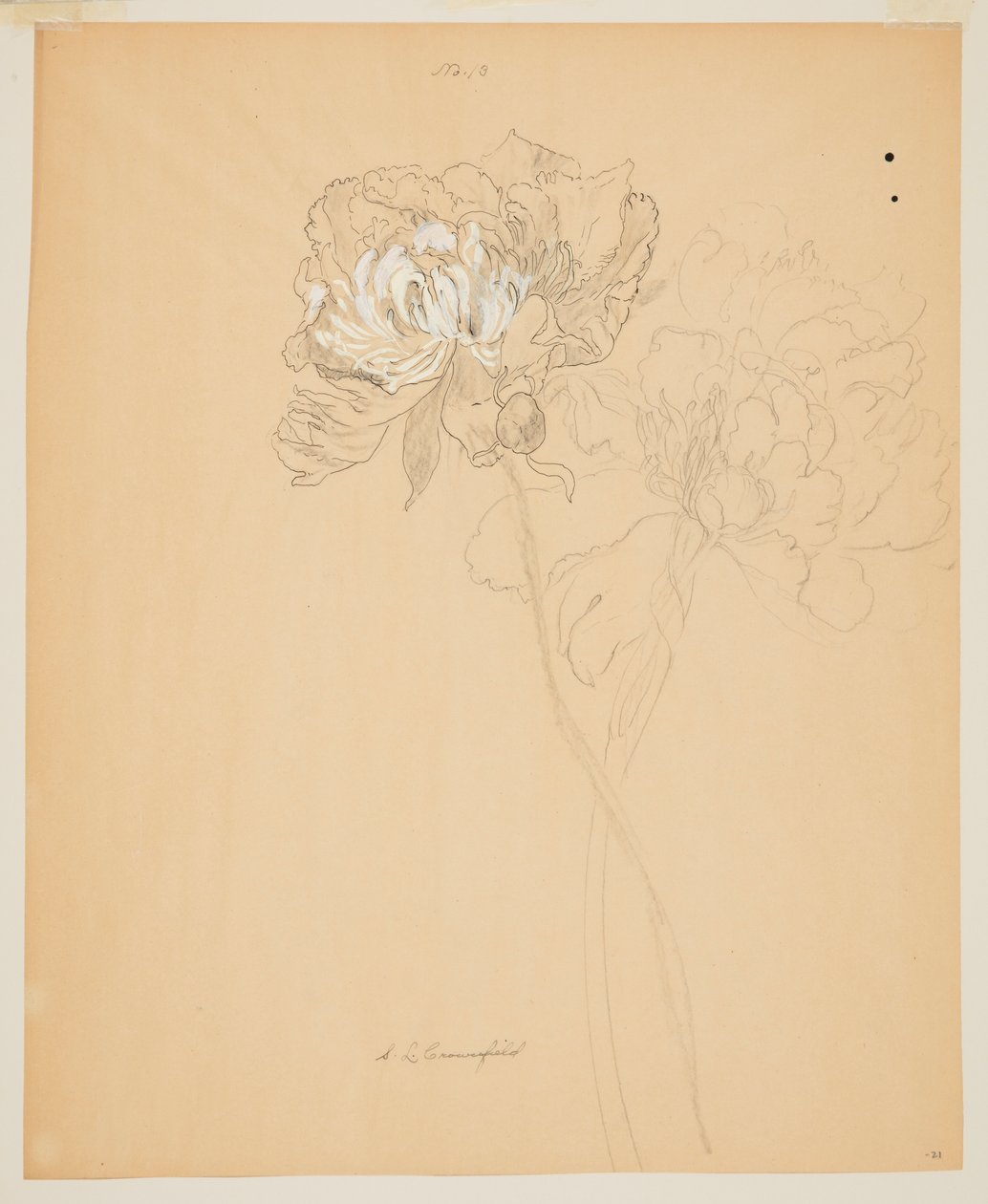 Studie av pioner av Sophia L. Crownfield