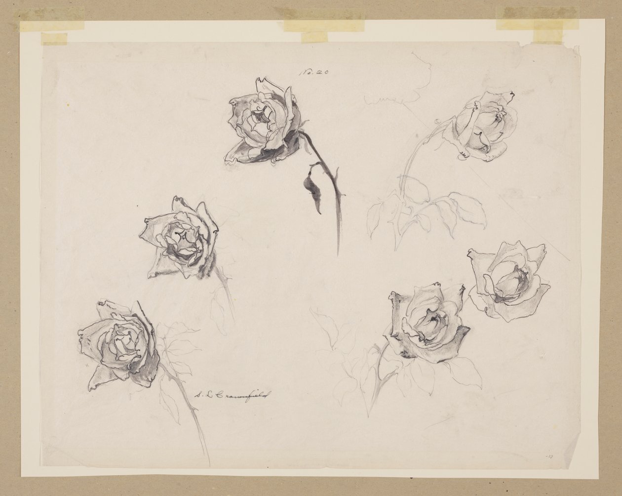 Studie av rosor av Sophia L. Crownfield