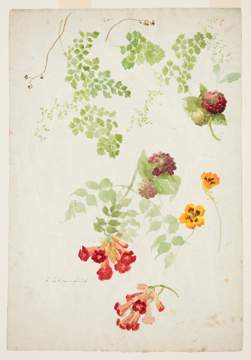 Stuy av Maidenhair Fern, Trumpet Vine och Nasturtium av Sophia L. Crownfield