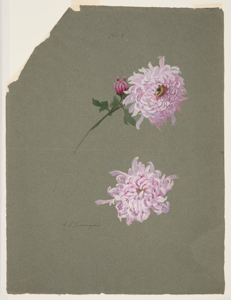 Två studier av violettkrysantemum av Sophia L. Crownfield