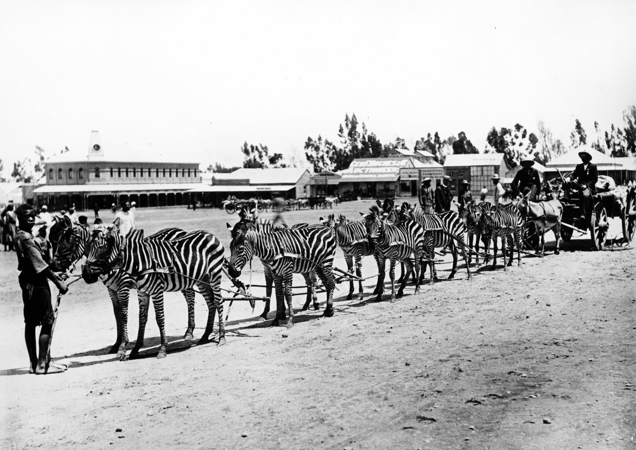 Zebra-dragen vagn, ca 1890 av South African Photographer