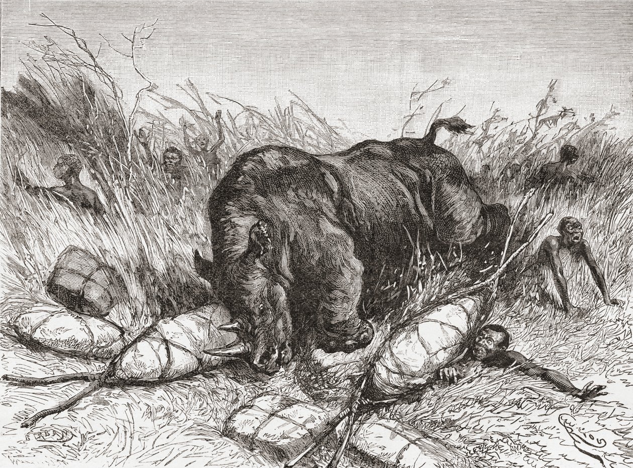 En noshörning attackerar en expedition, från 