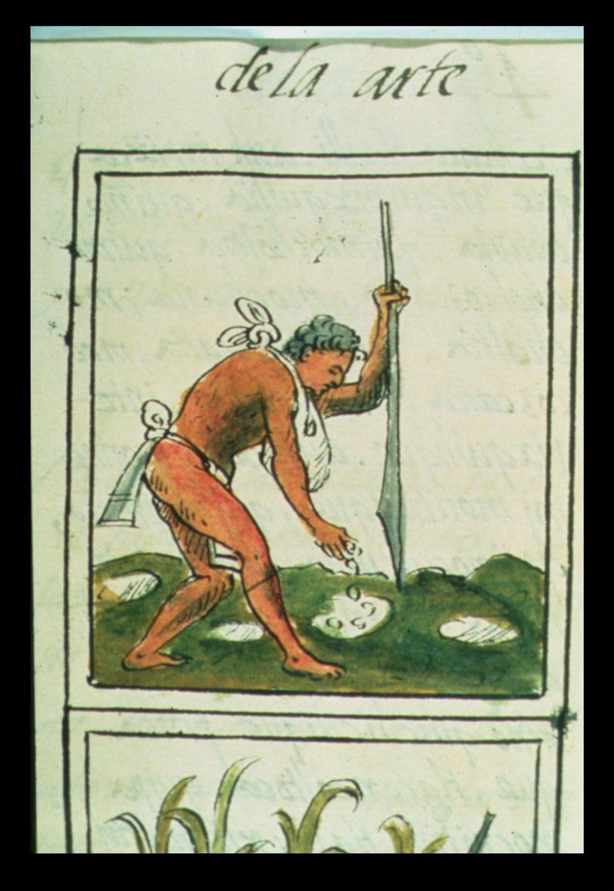 Fru Palat. 218-220 Bok IX En aztekisk man som planterar majs, från 