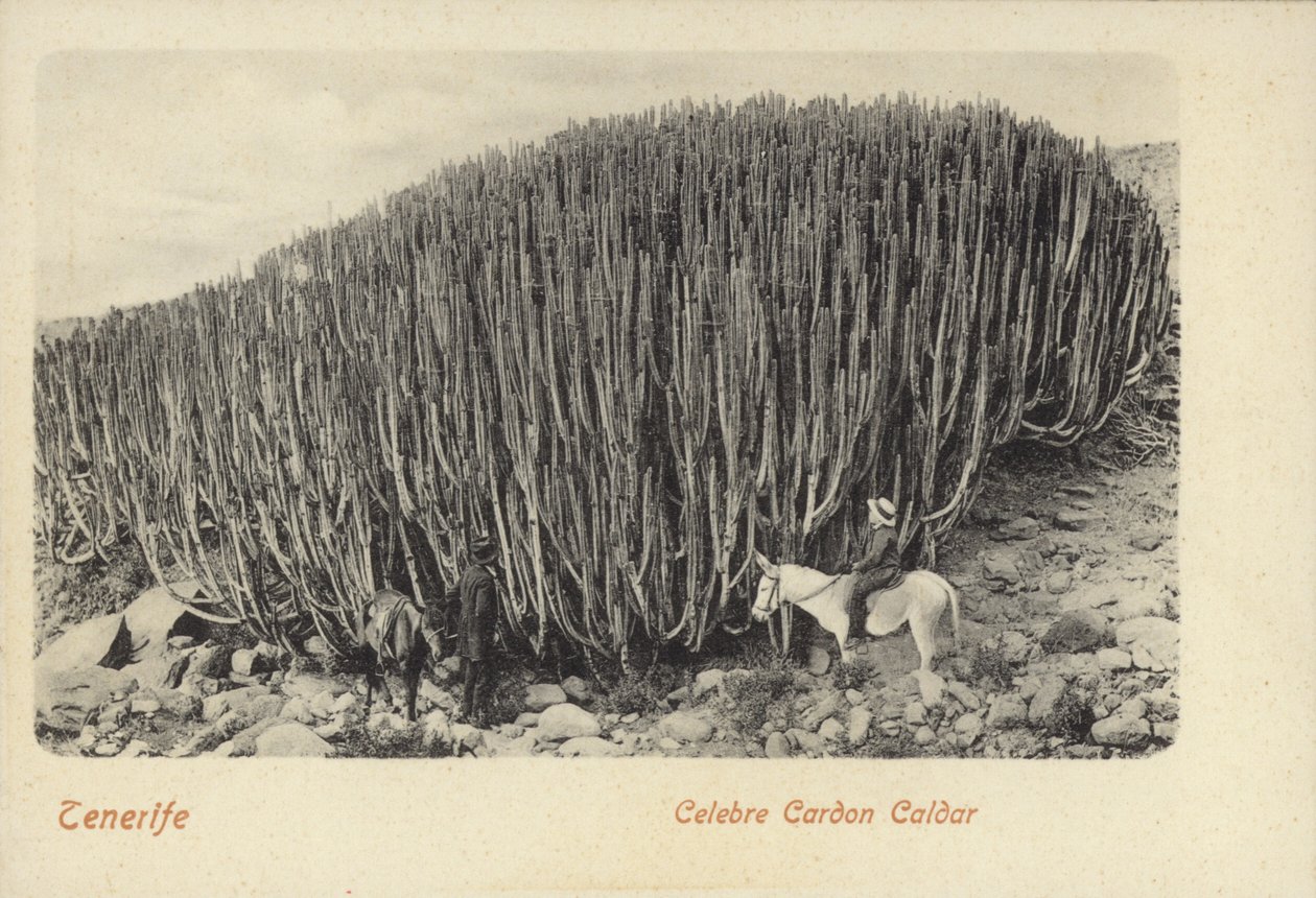 Män tittar på den berömda kaktusen vid Cardon på Teneriffa (svartvitt foto) av Spanish Photographer