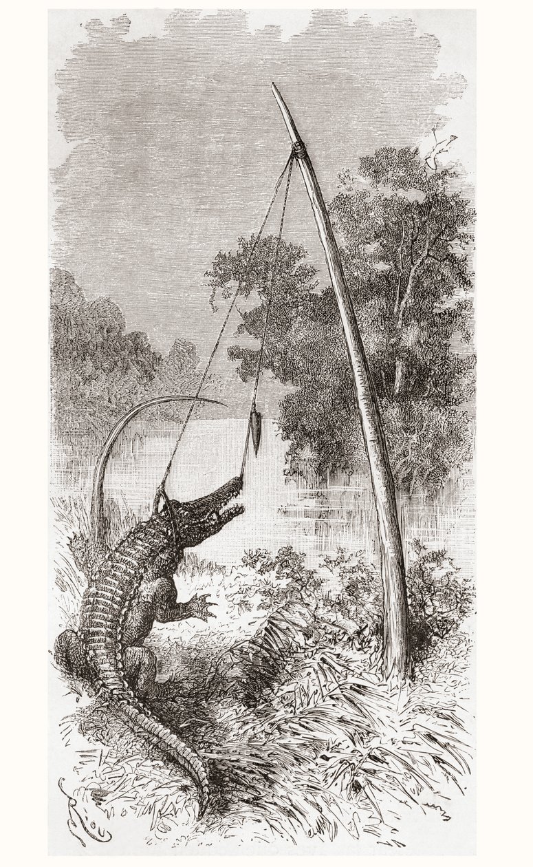 En alligatorfälla vid floden Oyapock eller Oiapoque, som bildar gränsen mellan Franska Guyana och Brasilien av Spanish School