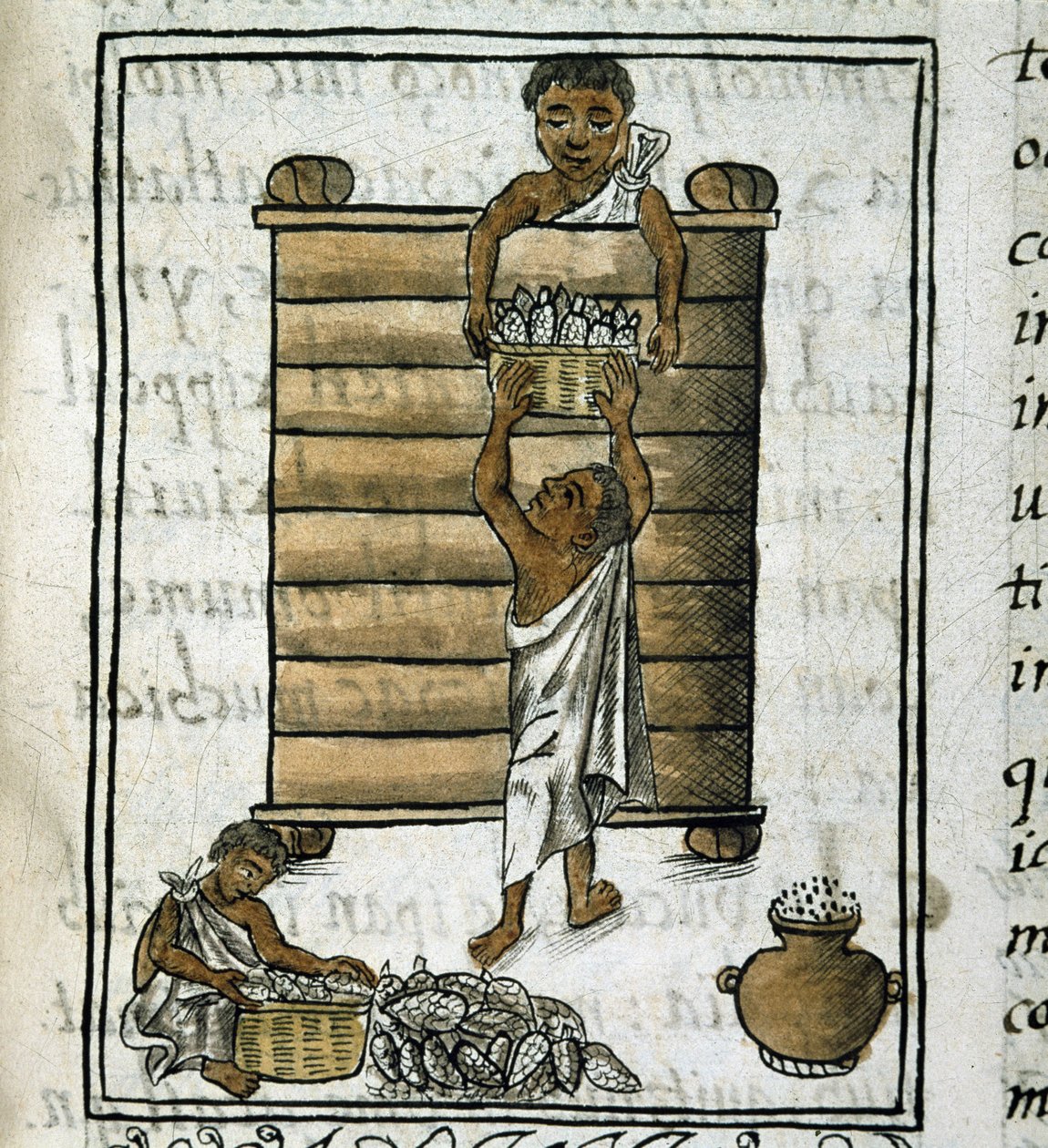 Codex över erövringen av Mexiko: Skörd av majs av Spanish School
