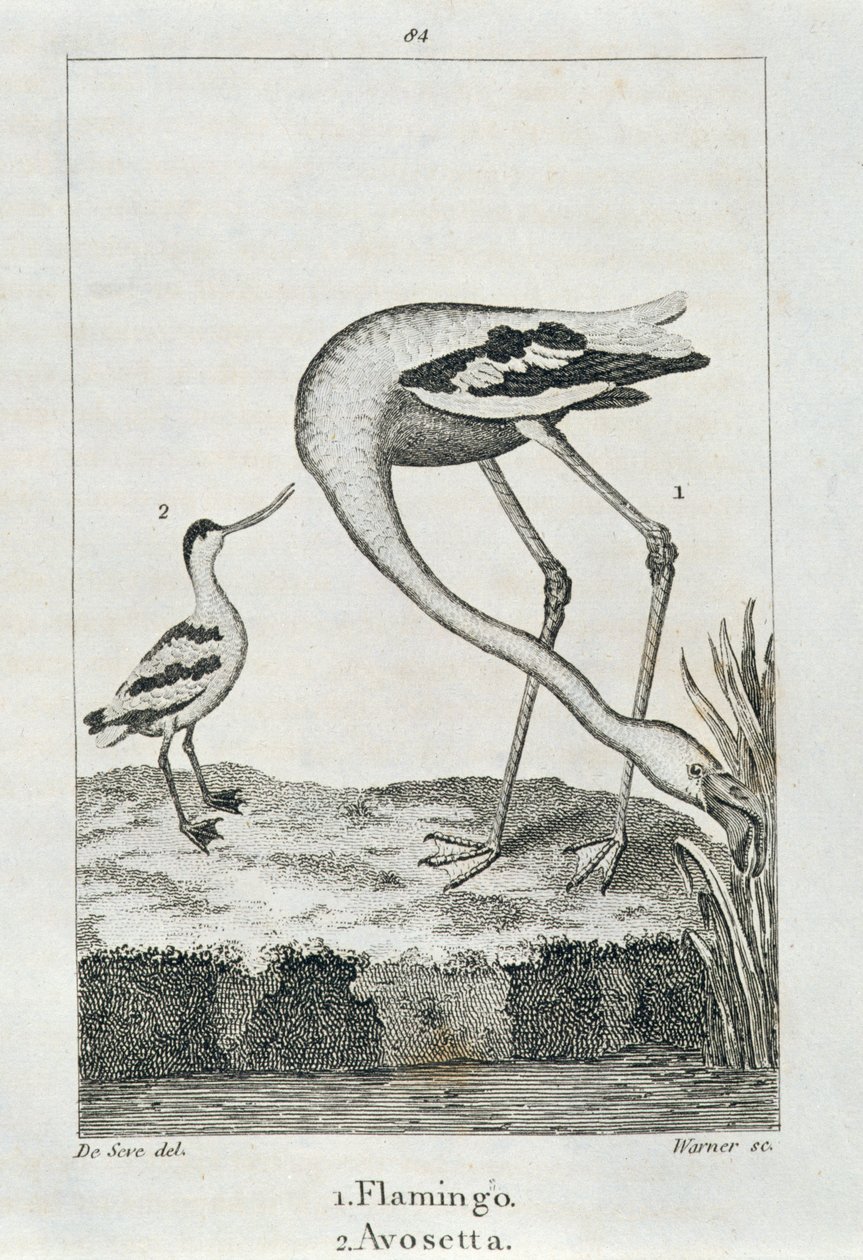 Flamingo och Avosetta, från A History of the Earth and Animated Nature, London 1816 (kopparplåtsgravyr) av Spanish School