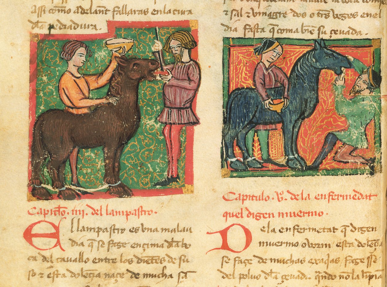 Ms 214 fol.26v Curing glossit in a horse, from Libro de Menescalcia y Albeyteria by Juan Alvarez, c.1390 av Spanish School