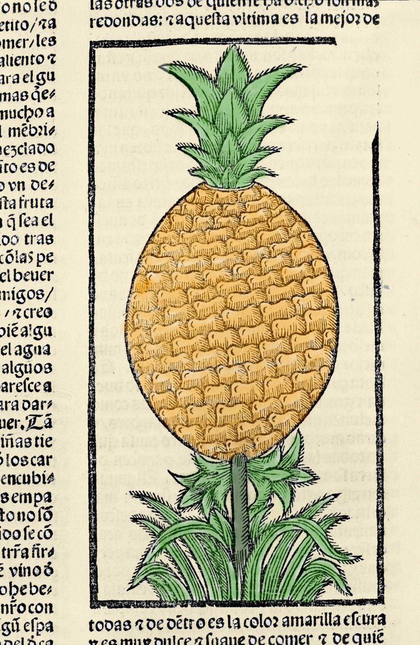 Representation av en ananas. Gravyr från boken "Indiens, öarnas och fastlandets allmänna historia"" av Gonzalo Fernandez de Oviedo (Gonzalo) eller Fernandez de, eller Hernandez de Oviedo y Valdes (1478-1557) av Spanish School