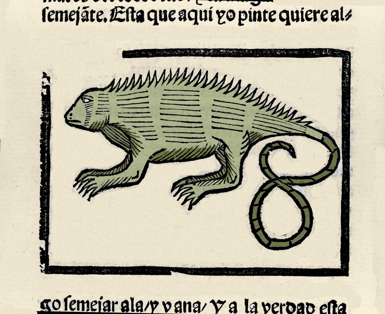 Representation av en leguan. Gravyr från boken "Indiens, öarnas och fastlandets allmänna historia" av Gonzalo Fernandez de Oviedo (Gonzalo) eller Fernandez de, ou Hernandez de Oviedo y Valdes (1478-1557) av Spanish School