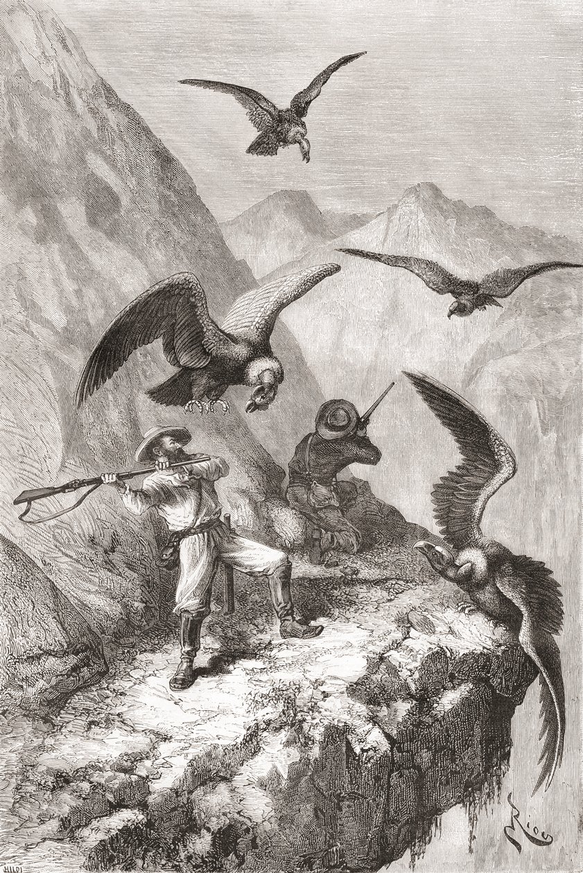 Édouard François André och hans följeslagare attackerades av kondorer nära Calacali, Pichincha-provinsen, Ecuador, under sin botaniseringsexpedition vid Andernas fot 1875-76 av Spanish School