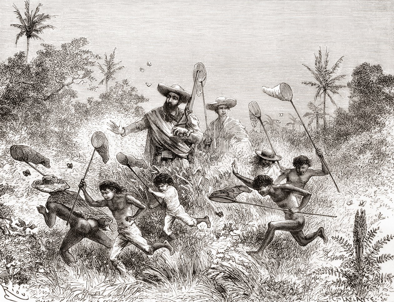 Édouard François André fångar fjärilar i Villavicencio, Venezuela under sin botaniseringsexpedition vid foten av Anderna 1875-76 av Spanish School