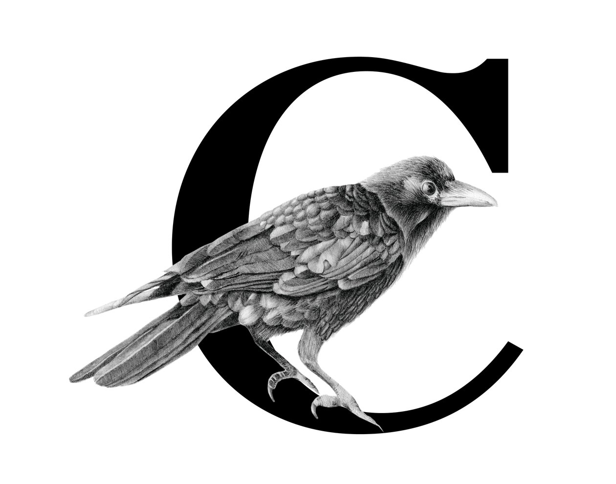 C står för Crow, 2018 (grafitpenna  digital) av Stacy Hsu