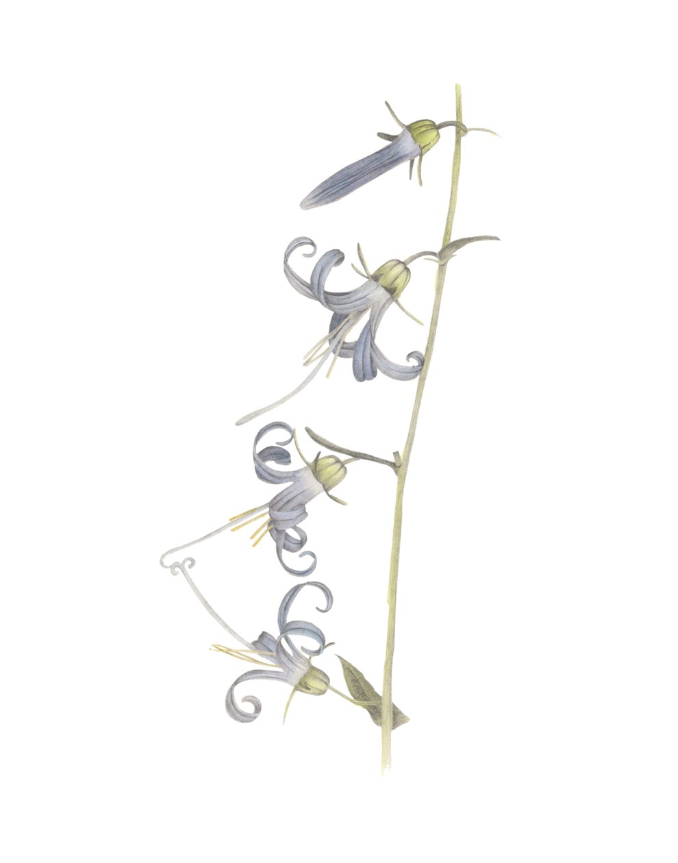 California Harebell, 2015 (grafitpenna och akvarell) av Stacy Hsu