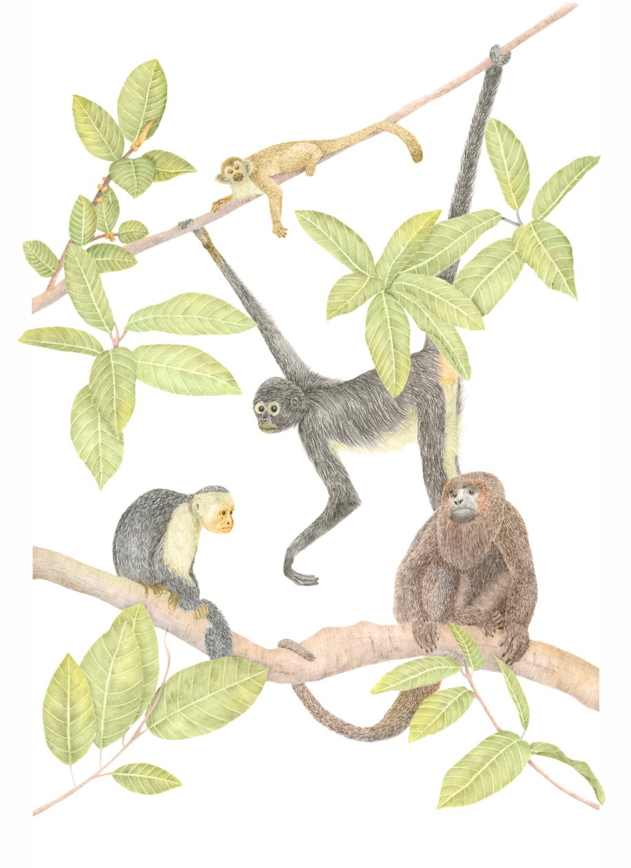 Costa Rica Monkey, 2019 (grafitpenna och digital) av Stacy Hsu