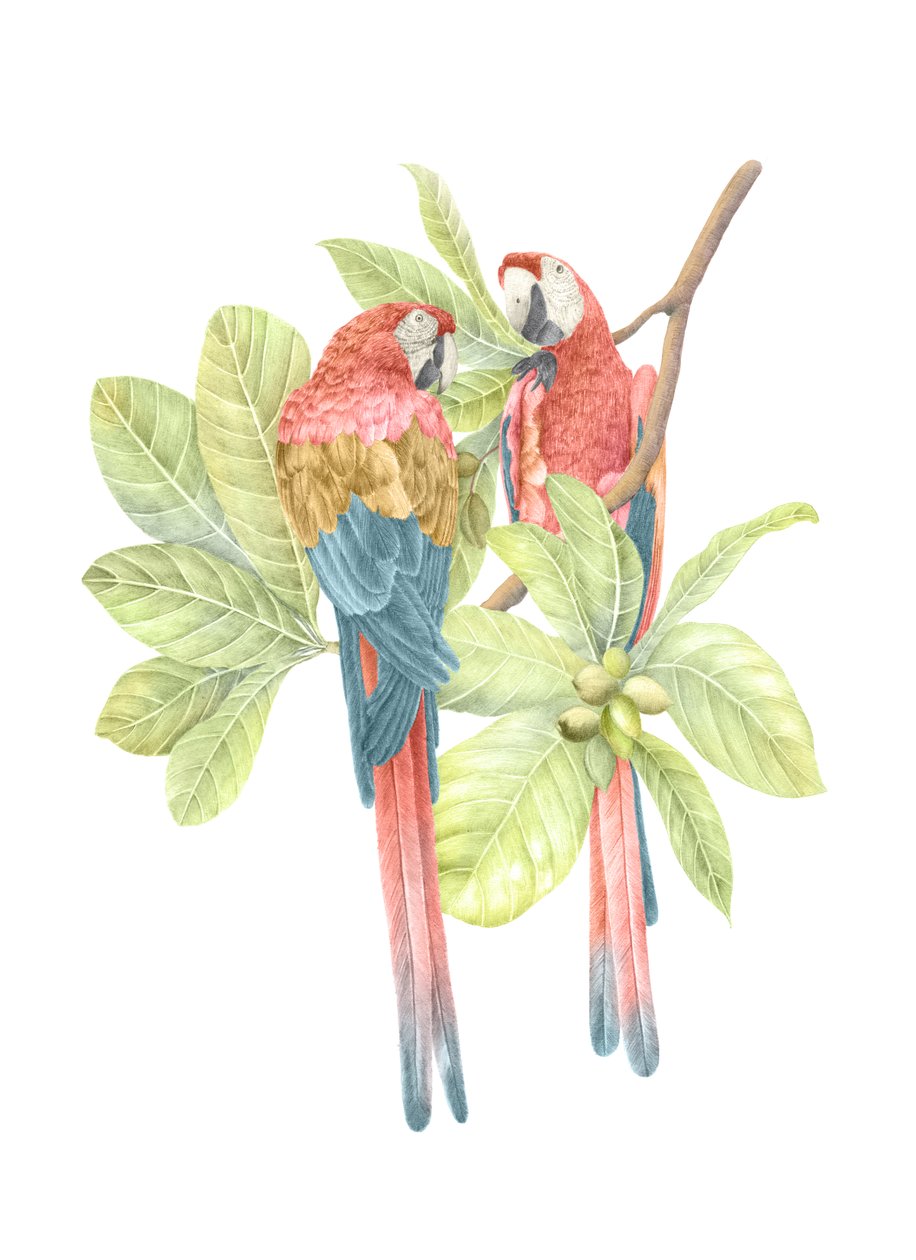 Costa Rica Scarlet Macaw, 2019 (blyerts  digital) av Stacy Hsu